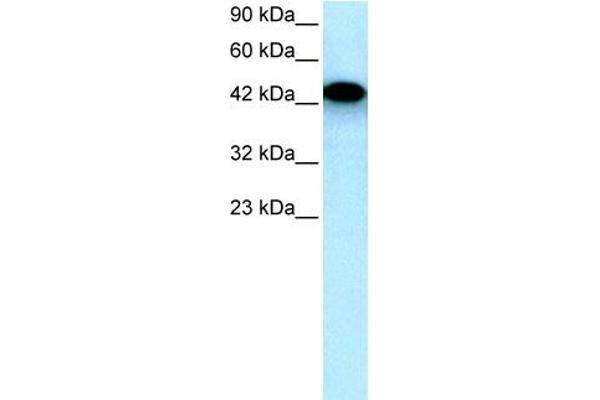 EYA3 Antikörper  (Middle Region)
