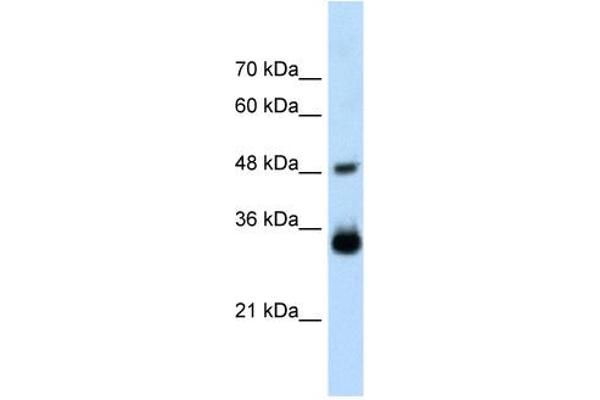 anti-Homeobox C9 (HOXC9) (Middle Region) antibody