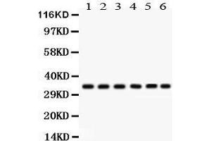 Image no. 1 for anti-Cyclin-Dependent Kinase 1 (CDK1) (AA 66-297) antibody (ABIN3043473)