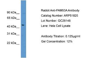 Image no. 2 for anti-Family with Sequence Similarity 53, Member A (Fam53a) (C-Term) antibody (ABIN2784645)