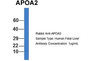 Image no. 1 for anti-Apolipoprotein A-II (APOA2) (N-Term) antibody (ABIN2785787)