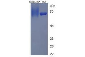 Image no. 3 for Cholecystokinin 8, Octapeptide (CCK8) peptide (BSA) (ABIN5665953)