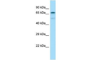 Image no. 1 for anti-Cdk5 and Abl Enzyme Substrate 1 (CABLES1) (C-Term) antibody (ABIN2789954)