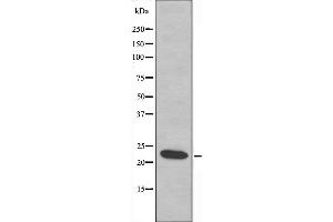 Image no. 1 for anti-Mitochondrial Ribosomal Protein L21 (MRPL21) (Internal Region) antibody (ABIN6258516)