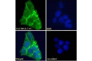 Image no. 2 for anti-InaD-Like (INADL) (N-Term) antibody (ABIN185139)