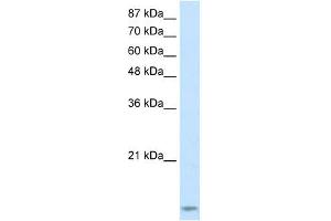 Image no. 1 for anti-TAR (HIV-1) RNA Binding Protein 2 (TARBP2) antibody (ABIN629947)