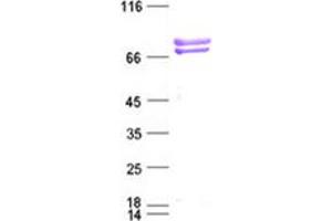 Image no. 1 for Carcinoembryonic Antigen-Related Cell Adhesion Molecule 5 (CEACAM5) protein (DYKDDDDK Tag) (ABIN2713763)