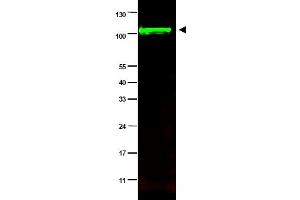 Image no. 1 for anti-Protein Phosphatase 1, Regulatory Subunit 13 Like (PPP1R13L) (AA 780-797), (Isoform 1) antibody (ABIN401339)