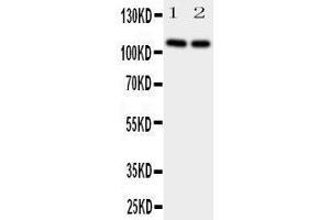 Image no. 1 for anti-Neuropilin 2 (NRP2) (AA 45-60), (N-Term) antibody (ABIN3044160)
