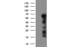 Image no. 2 for anti-Tripartite Motif Containing 9 (TRIM9) (AA 284-669) antibody (ABIN1491328)
