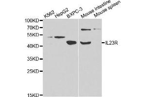 Image no. 2 for anti-Interleukin 23 Receptor (IL23R) antibody (ABIN3022246)
