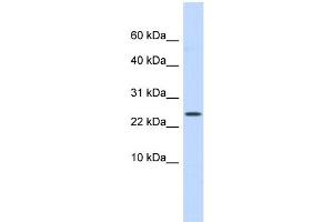 Image no. 1 for anti-LY6/PLAUR Domain Containing 6 (LYPD6) (Middle Region) antibody (ABIN2774049)