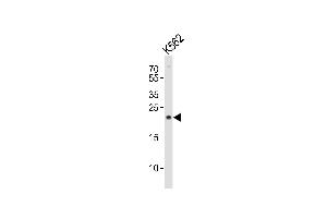Image no. 2 for anti-Mitochondrially Encoded NADH Dehydrogenase 3 (MT-ND3) (AA 10-38), (N-Term) antibody (ABIN656244)