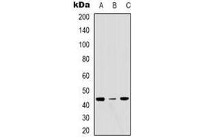 ERGIC3 antibody  (C-Term)