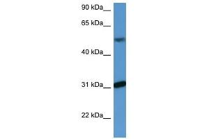 Image no. 1 for anti-WD Repeat Domain 83 (wdr83) (C-Term) antibody (ABIN926482)