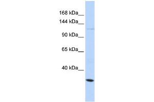 Image no. 1 for anti-Potassium Large Conductance Calcium-Activated Channel, Subfamily M, alpha Member 1 (KCNMA1) (Middle Region) antibody (ABIN2780204)