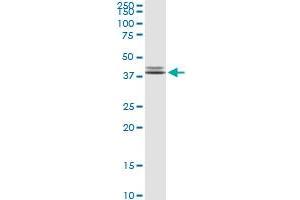 POLR3F antibody  (AA 1-316)