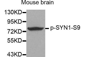 Image no. 1 for anti-Synapsin I (SYN1) (pSer9) antibody (ABIN3019917)