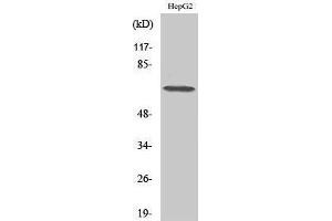 Image no. 1 for anti-DEAD (Asp-Glu-Ala-Asp) Box Polypeptide 52 (DDX52) (C-Term) antibody (ABIN3184276)