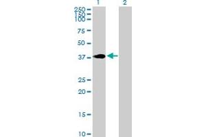Image no. 1 for anti-Homeobox C4 (HOXC4) (AA 1-264) antibody (ABIN516648)