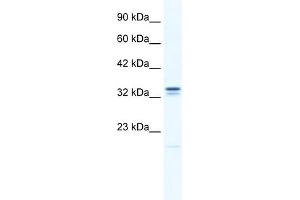 Image no. 1 for anti-Ankyrin Repeat and Zinc Finger Domain Containing 1 (ANKZF1) (N-Term) antibody (ABIN2774952)