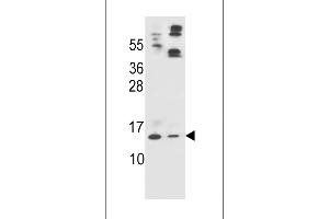 Apolipoprotein C-II antibody  (AA 45-73)