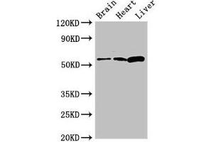 CPEB2 anticorps  (AA 167-308)