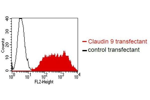Claudin 9 antibody