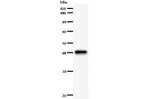 Image no. 1 for anti-Formin-Like 1 (FMNL1) antibody (ABIN931116)
