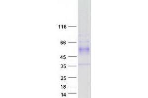Image no. 1 for WD Repeat Domain 83 (wdr83) (Transcript Variant 1) protein (Myc-DYKDDDDK Tag) (ABIN2726271)