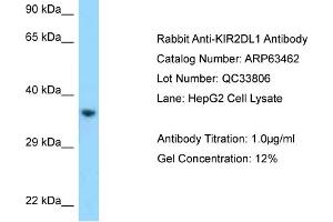 Image no. 1 for anti-Killer Cell Immunoglobulin-Like Receptor, Two Domains, Long Cytoplasmic Tail, 1 (KIR2DL1) (C-Term) antibody (ABIN2789507)