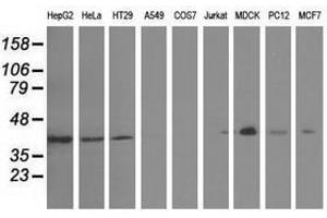 Image no. 6 for anti-Growth Arrest-Specific 7 (GAS7) antibody (ABIN1498380)