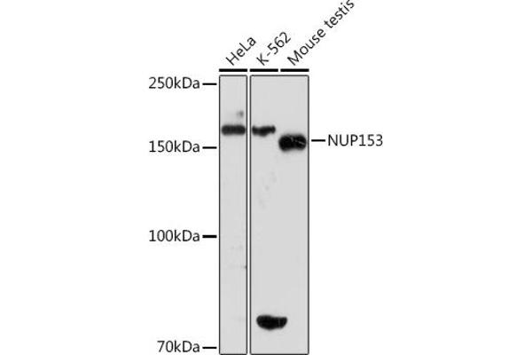 NUP153 抗体