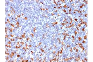 Image no. 4 for anti-CD163 (CD163) (AA 43-196) antibody (ABIN6941115)