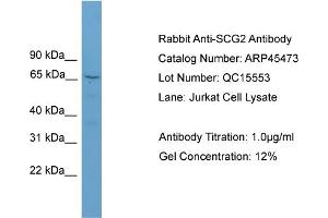 Image no. 2 for anti-Secretogranin II (SCG2) (N-Term) antibody (ABIN2782231)