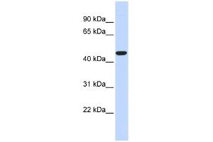 Image no. 1 for anti-Acyl-CoA Thioesterase 2 (ACOT2) (Middle Region) antibody (ABIN632503)