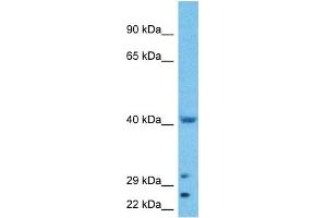 Image no. 3 for anti-WW Domain Containing Transcription Regulator 1 (WWTR1) (N-Term) antibody (ABIN2779708)