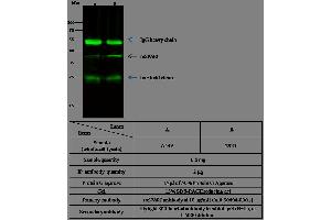 Image no. 2 for anti-Secreted Protein, Acidic, Cysteine-Rich (Osteonectin) (SPARC) (AA 1-302) antibody (ABIN2001035)