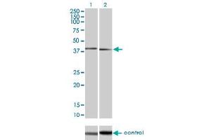 Image no. 1 for anti-Mitogen-Activated Protein Kinase 11 (MAPK11) (AA 255-364) antibody (ABIN519241)