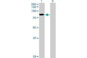 Image no. 1 for anti-Catenin (Cadherin-Associated Protein), alpha-Like 1 (CTNNAL1) (AA 1-734) antibody (ABIN522176)