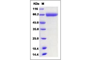 Image no. 1 for Bone Marrow Stromal Cell Antigen 1 (BST1) (AA 1-293) protein (Fc Tag) (ABIN2009532)