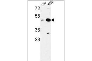 NUPL2 抗体  (N-Term)