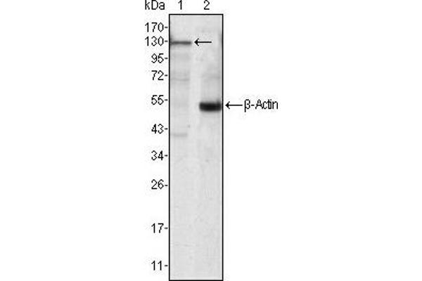 anti-Janus Kinase 3 (JAK3) antibody