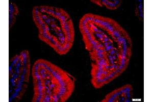 Image no. 4 for anti-Family with Sequence Similarity 134, Member C (FAM134C) (AA 76-180) antibody (ABIN872917)