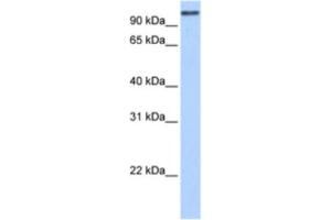 Image no. 1 for anti-MICAL-Like 1 (MICALL1) antibody (ABIN2463448)