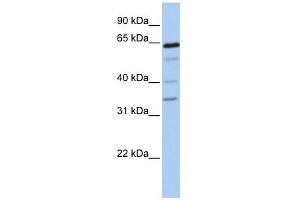 GALNTL1 antibody  (N-Term)