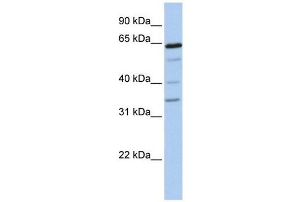 GALNTL1 antibody  (N-Term)