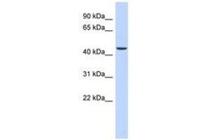 Image no. 1 for anti-alpha Ketoglutarate Dehydrogenase (alphaKGDHC) (N-Term) antibody (ABIN6741479)