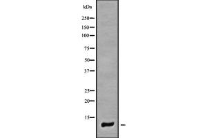 Image no. 1 for anti-Cytochrome C Oxidase Subunit VIIa Polypeptide 1 (Muscle) (COX7A1) antibody (ABIN6260993)