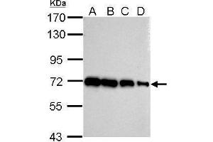 Image no. 4 for anti-Heat Shock 70kDa Protein 1A (HSPA1A) (Center) antibody (ABIN2856787)